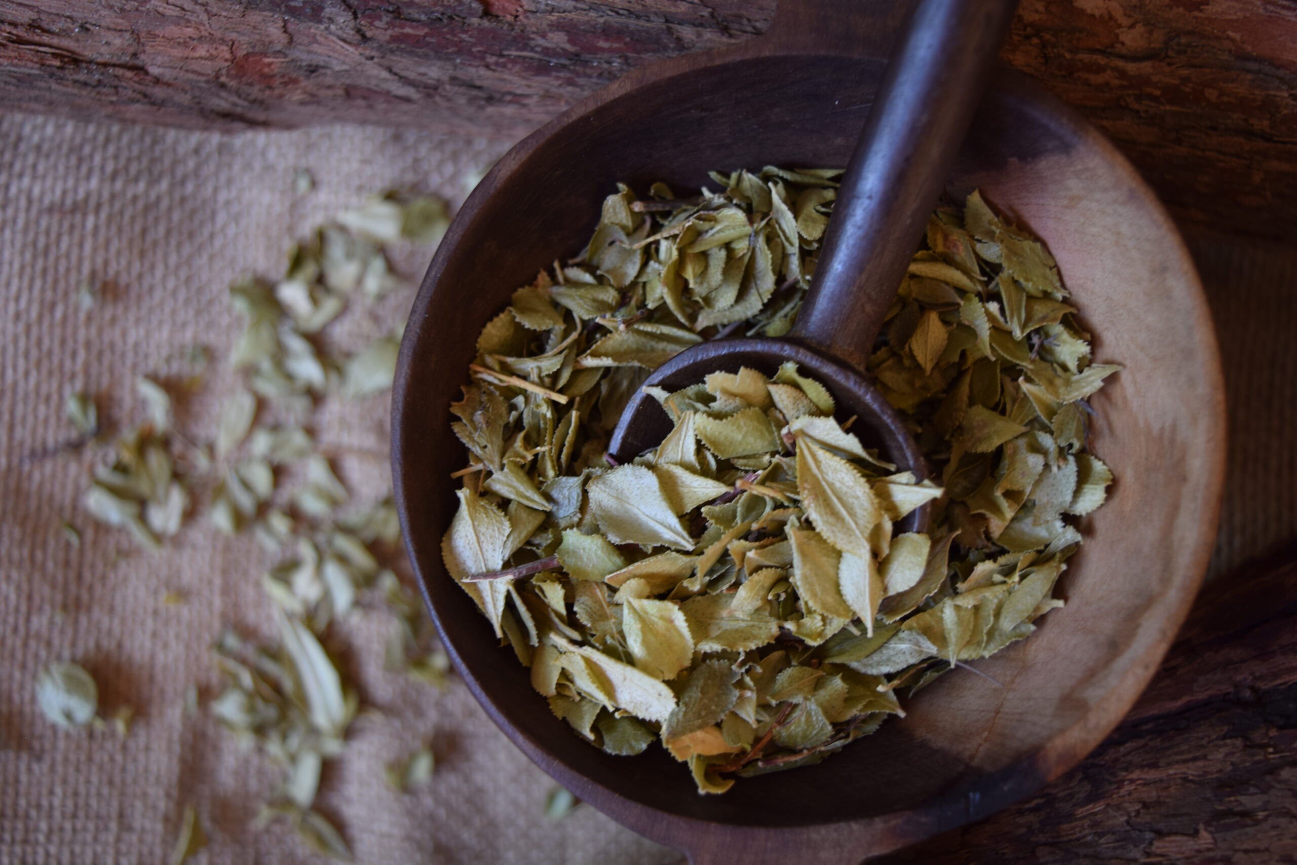 Buchu Leaves - Image 2
